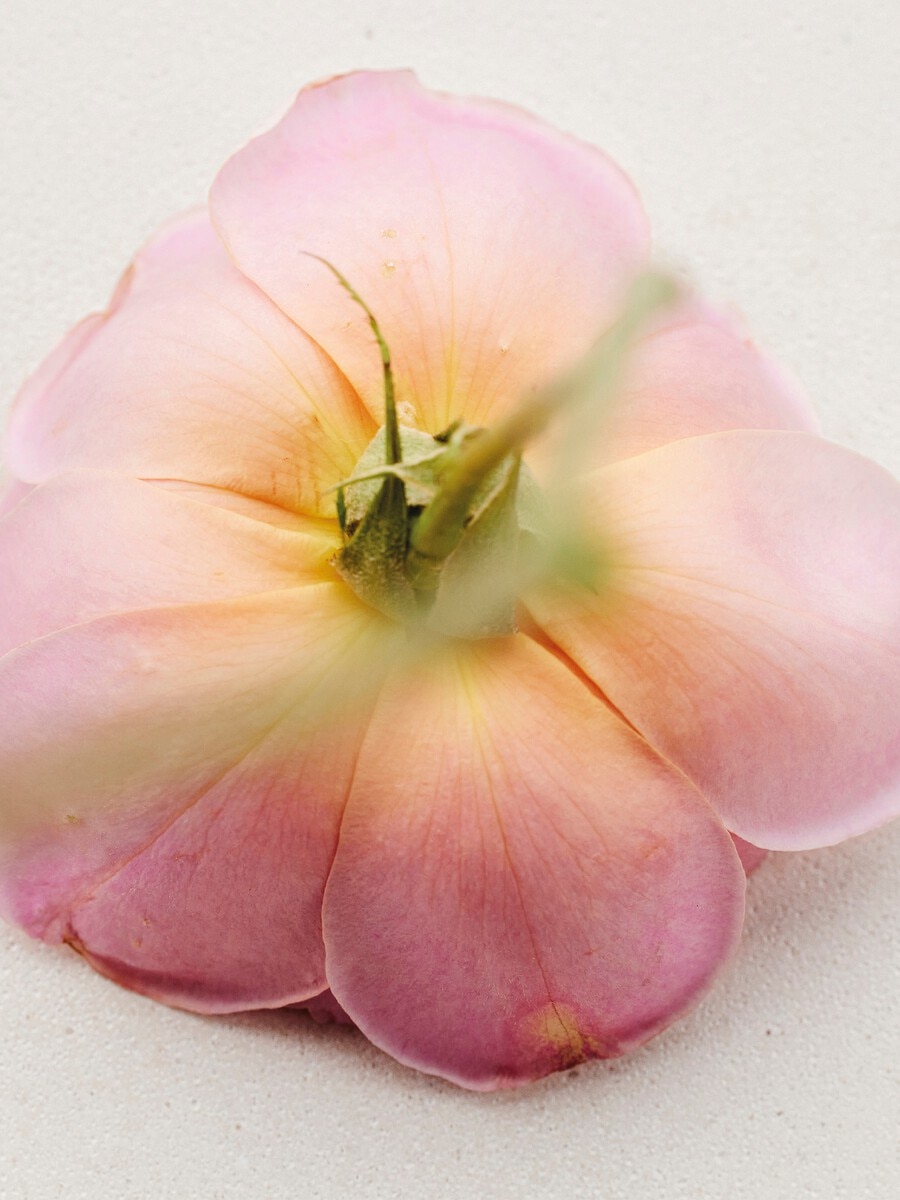 Atelier des Fleurs Rosa Damascena Eau de Parfum 5.1 fl oz - 4