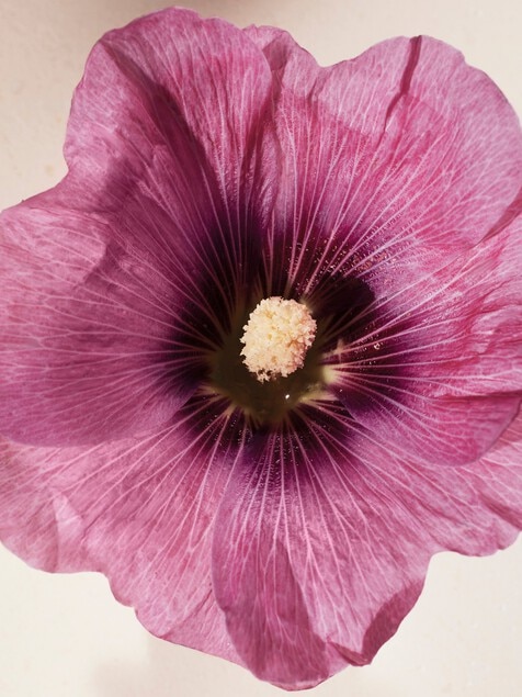 Atelier des Fleurs Hibiscus Abelmoschus Eau de Parfum 5.1 fl oz