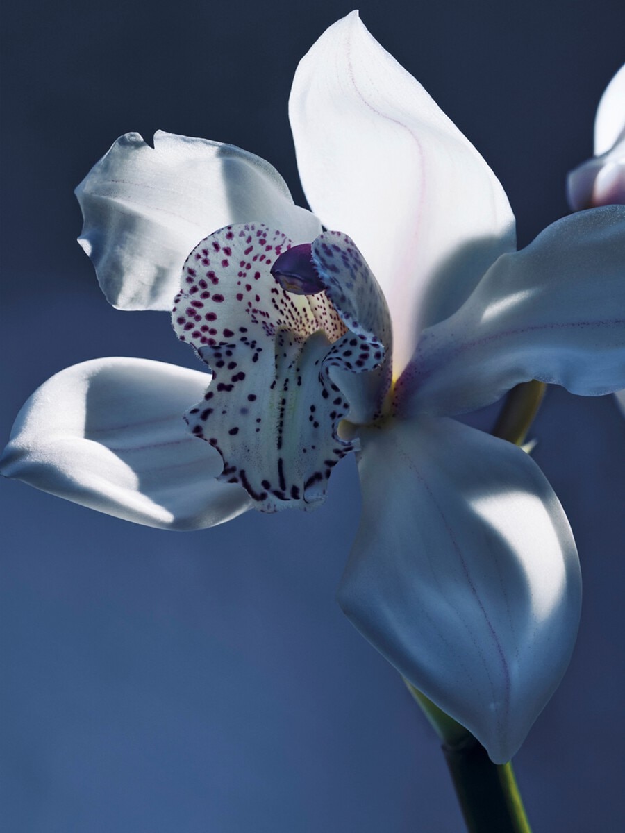 Atelier des Fleurs Orchid&eacute;e de Minuit Eau de Parfum 1.7 fl oz - 4