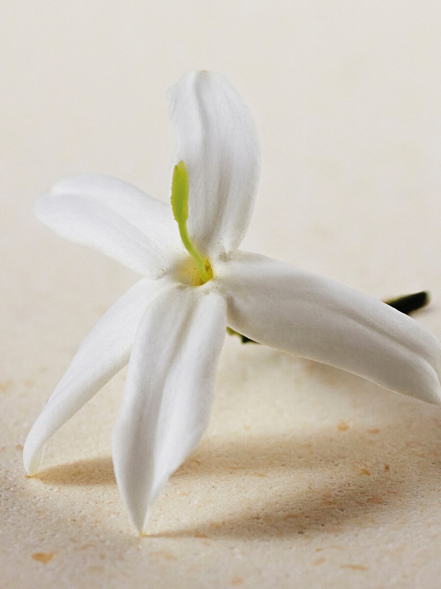 Atelier des Fleurs Jasminum Sambac Perfumed Body Lotion - 4