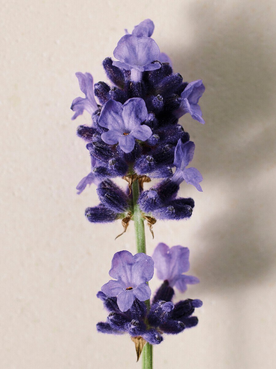 Atelier des Fleurs Lavanda Eau de Parfum 1.7 fl oz - 4