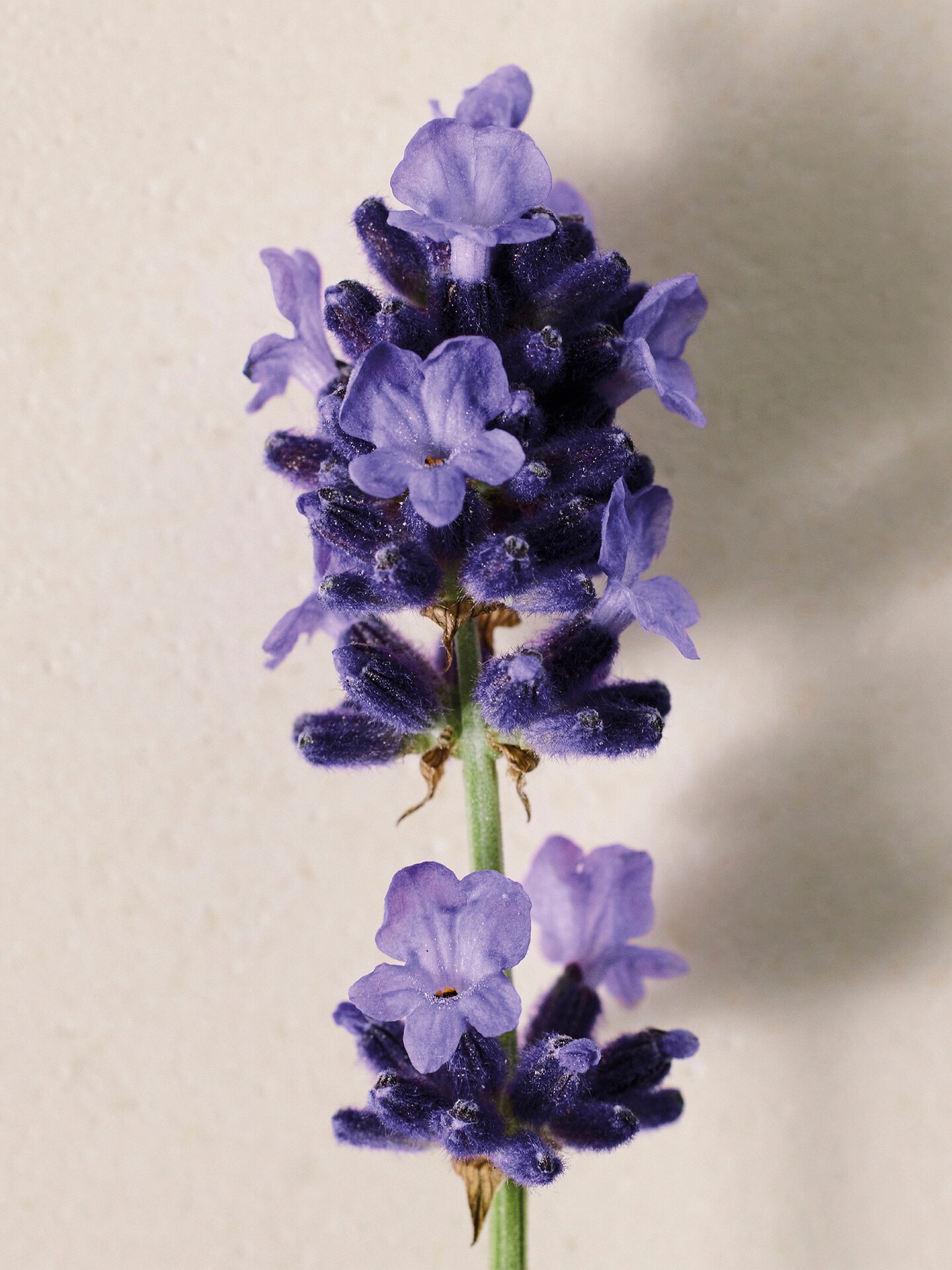 Atelier des Fleurs Lavanda Eau de Parfum 1.7 fl oz - 3.0