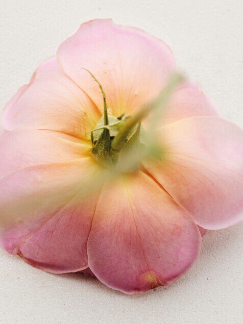 Atelier des Fleurs Rosa Damascena Eau de Parfum 1.7 fl oz