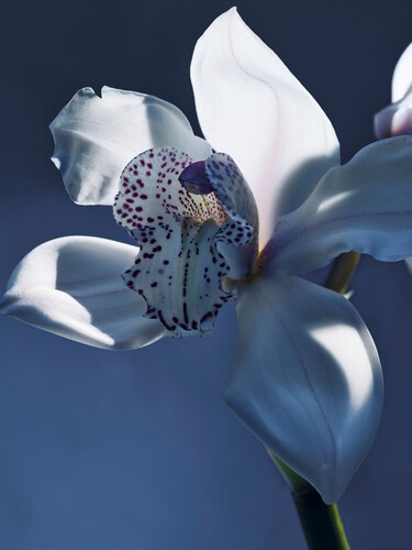 Atelier des Fleurs Orchid&eacute;e de Minuit Eau de Parfum 1.7 fl oz - 4