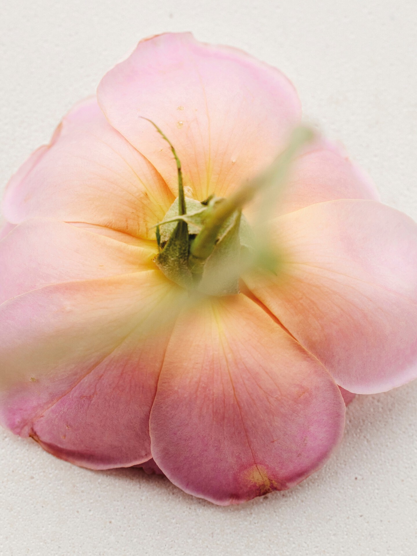Atelier des Fleurs Rosa Damascena Eau de Parfum 5.1 fl oz - 3.0