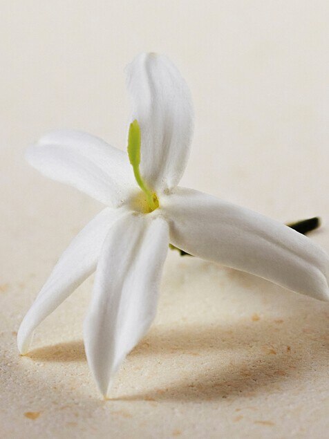 Atelier des Fleurs Jasminum Sambac 1.7 fl oz